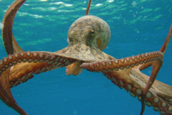 Kraken как найти ссылку
