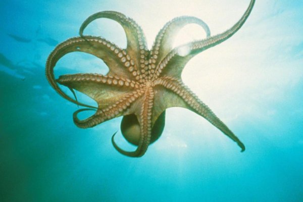 Kraken url